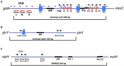 Blocking, Bending, and Binding: Regulation of Initiation of Chromosome Replication During the Escherichia coli Cell Cycle by Transcriptional Modulators That Interact With Origin DNA